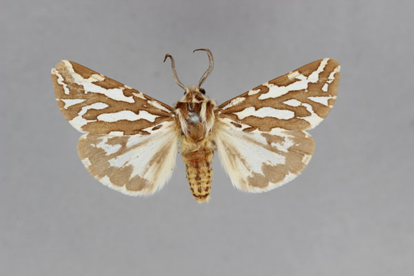 /filer/webapps/moths/media/images/V/vocula_Paralacydes_A_BMNH.jpg