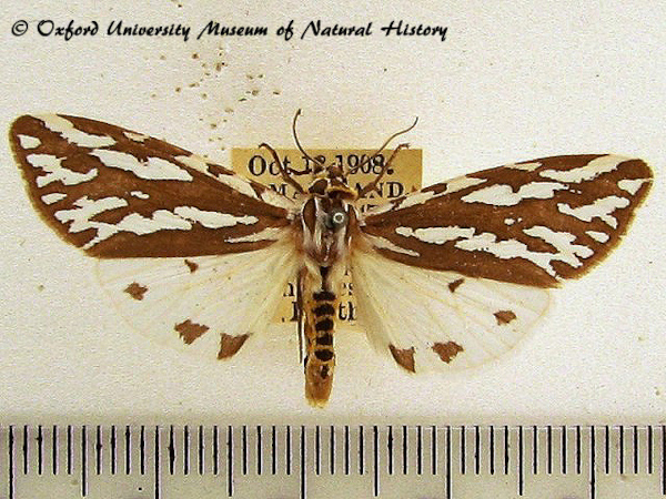 /filer/webapps/moths/media/images/V/vocula_Paralacydes_A_OUMNH_01.jpg
