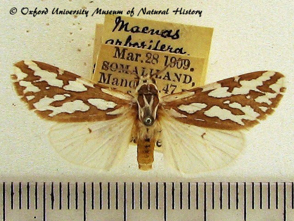 /filer/webapps/moths/media/images/V/vocula_Paralacydes_A_OUMNH_02.jpg