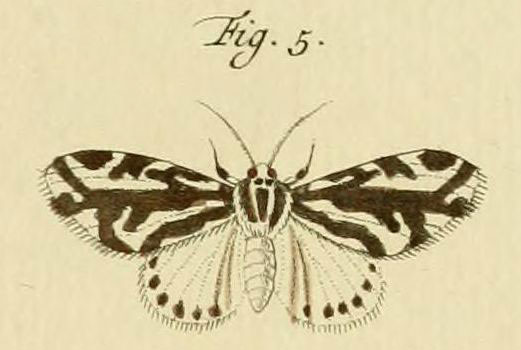 /filer/webapps/moths/media/images/V/vocula_Paralacydes_Stoll_31_5.jpg