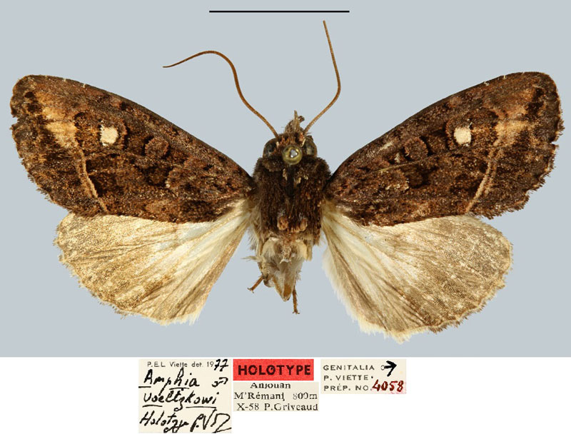 /filer/webapps/moths/media/images/V/voeltzkowi_Amphia_HT_MNHN.jpg