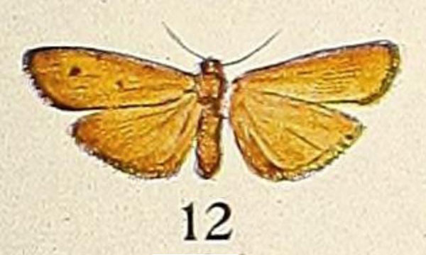 /filer/webapps/moths/media/images/V/voeltzkowi_Eilema_HT_Aurivillius_19-12.jpg