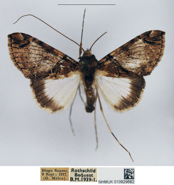 /filer/webapps/moths/media/images/V/voeltzkowi_Gigantoceras_AM_NHMUK.jpg