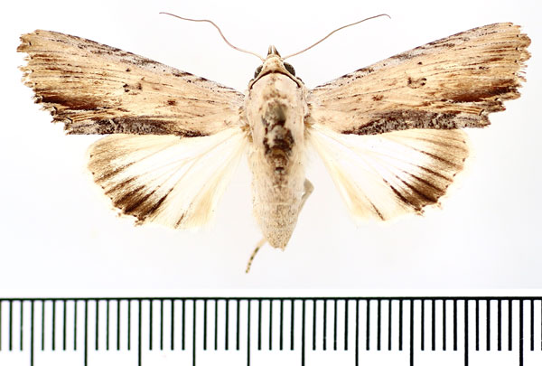/filer/webapps/moths/media/images/V/voeltzkowi_Lyncestis_AF_BMNH.jpg