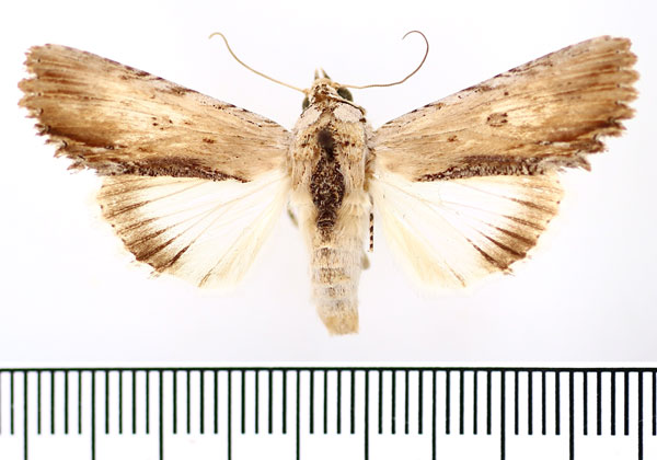 /filer/webapps/moths/media/images/V/voeltzkowi_Lyncestis_AM_BMNH.jpg