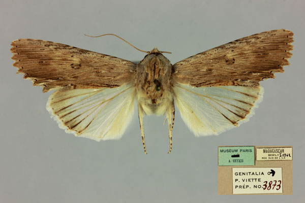 /filer/webapps/moths/media/images/V/voeltzkowi_Lyncestis_AM_MNHN.jpg