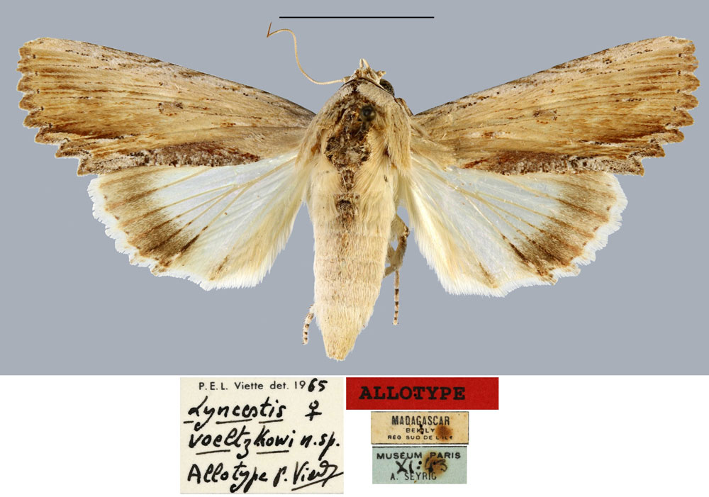/filer/webapps/moths/media/images/V/voeltzkowi_Lyncestis_AT_MNHN.jpg