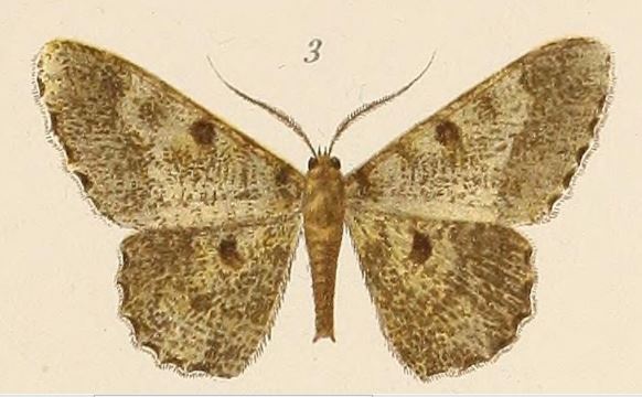 /filer/webapps/moths/media/images/V/voeltzkowii_Boarmia_HT_Voeltzkow_6-03.jpg