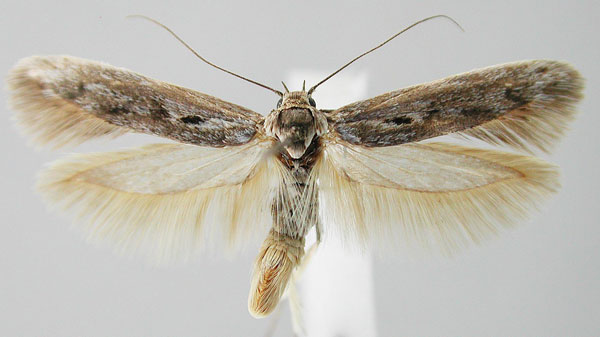 /filer/webapps/moths/media/images/V/vogelfederbergensis_Scythris_HT_NMNW_02.jpg