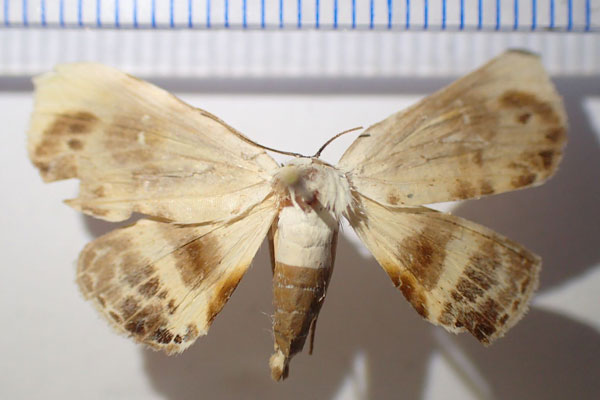 /filer/webapps/moths/media/images/V/vohilava_Catalana_AF_Bippus.jpg