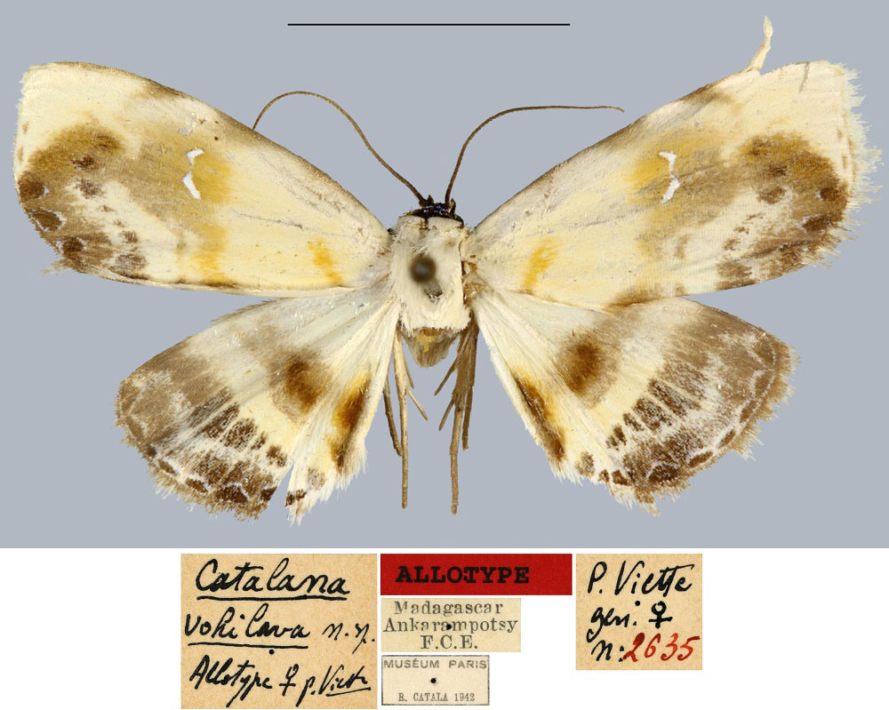 /filer/webapps/moths/media/images/V/vohilava_Catalana_AT_MNHN.jpg