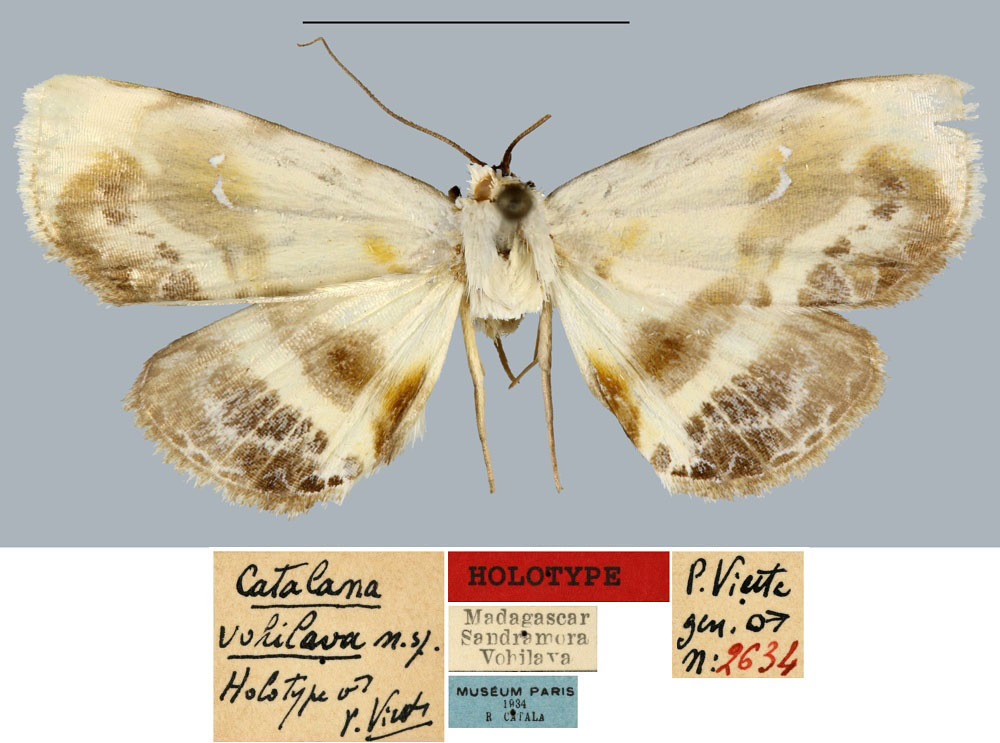 /filer/webapps/moths/media/images/V/vohilava_Catalana_HT_MNHN.jpg