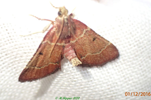/filer/webapps/moths/media/images/V/vohilavalis_Clupeosoma_A_Bippus.jpg
