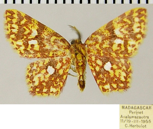 /filer/webapps/moths/media/images/V/vola_Chrysocraspeda_AM_ZSMa.jpg