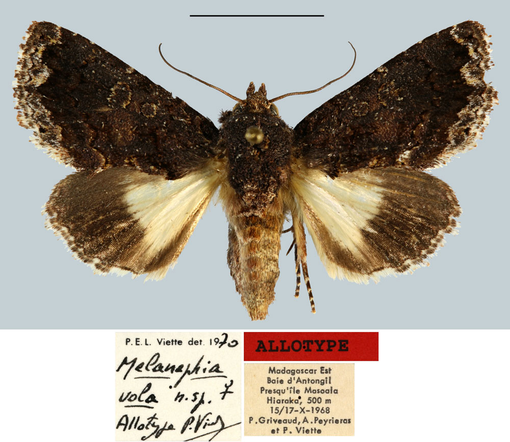 /filer/webapps/moths/media/images/V/vola_Melanephia_AT_MNHN.jpg