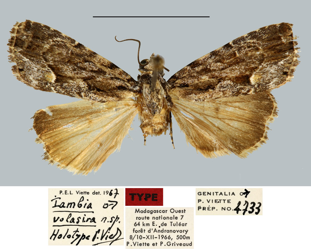 /filer/webapps/moths/media/images/V/volasira_Iambia_HT_MNHN.jpg