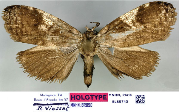 /filer/webapps/moths/media/images/V/volombonna_Typhonia_HT_MNHN.jpg