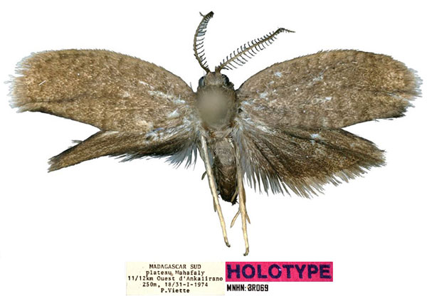 /filer/webapps/moths/media/images/V/volontany_Typhonia_HT_MNHN.jpg