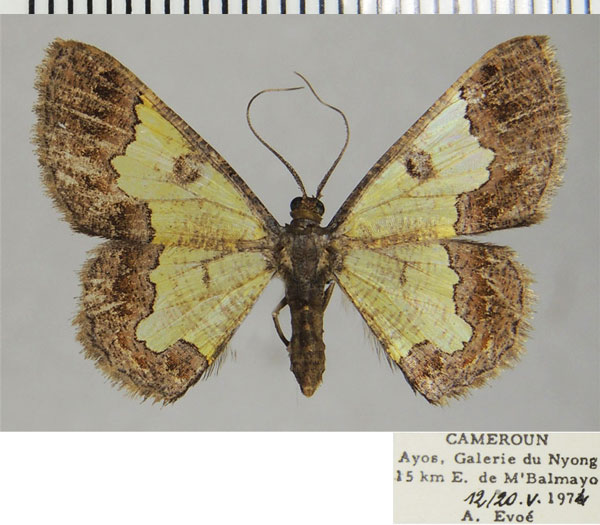 /filer/webapps/moths/media/images/V/volsella_Zamarada_AF_ZSM.jpg