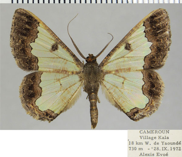 /filer/webapps/moths/media/images/V/volsella_Zamarada_AM_ZSMa.jpg