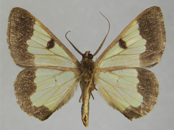/filer/webapps/moths/media/images/V/volsella_Zamarada_AM_ZSMb.jpg
