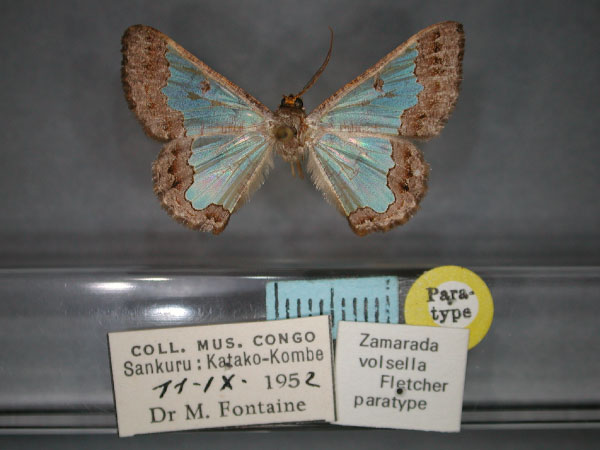 /filer/webapps/moths/media/images/V/volsella_Zamarada_PT_RMCA_01.jpg