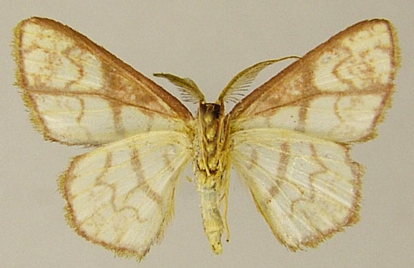 /filer/webapps/moths/media/images/V/volutisignata_Chrysocraspeda_AM_ZSMb.jpg