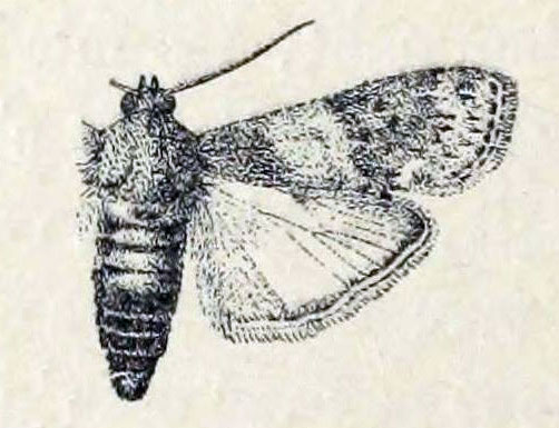 /filer/webapps/moths/media/images/V/vorax_Metoecis_HT_MNHN.jpg