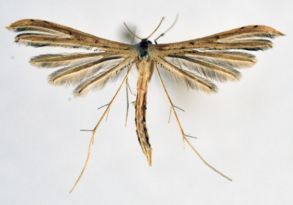 /filer/webapps/moths/media/images/V/vuattouxi_Exelastis_A_NHMO_02.jpg