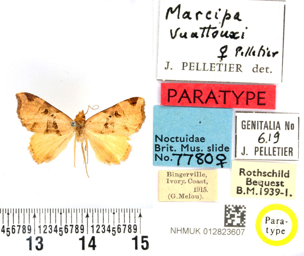 /filer/webapps/moths/media/images/V/vuattouxi_Marcipa_PTF_BMNH.jpg