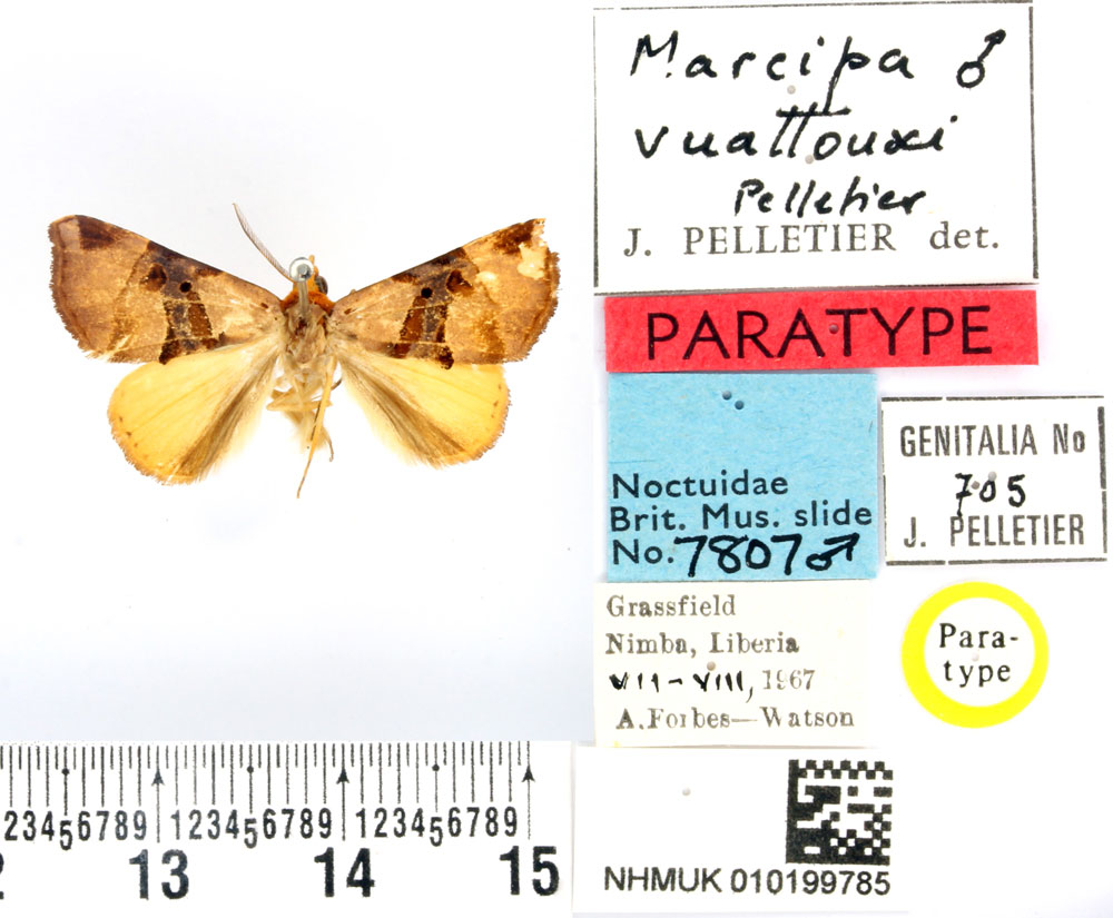 /filer/webapps/moths/media/images/V/vuattouxi_Marcipa_PTM_BMNH.jpg