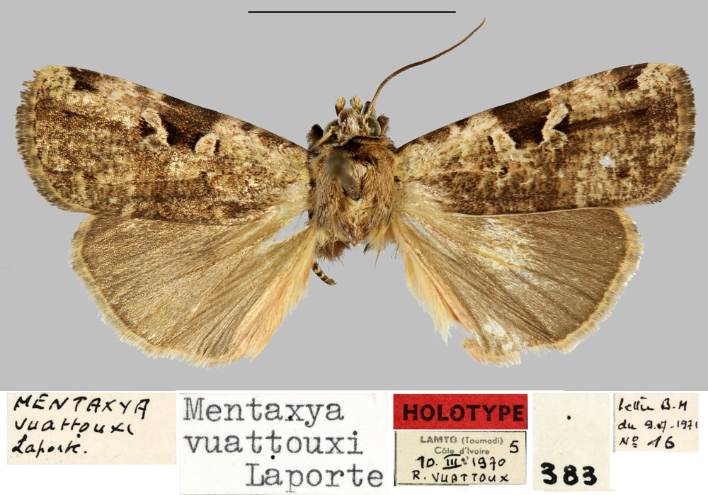 /filer/webapps/moths/media/images/V/vuattouxi_Mentaxya_HT_MNHN.jpg