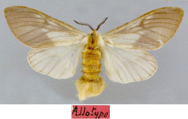 /filer/webapps/moths/media/images/V/vuilleti_Hypsoides_STF_MNHN.jpg