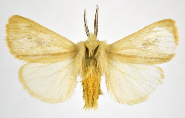 /filer/webapps/moths/media/images/V/vulcanicola_Tamsita_AM_NHMO.jpg