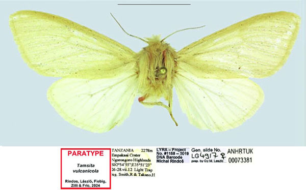 /filer/webapps/moths/media/images/V/vulcanicola_Tamsita_PTF_ANHRT.jpg