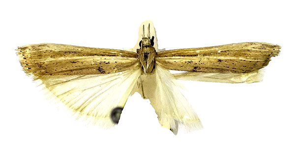 /filer/webapps/moths/media/images/V/vulcanus_Crambus_HT_RMCA.jpg