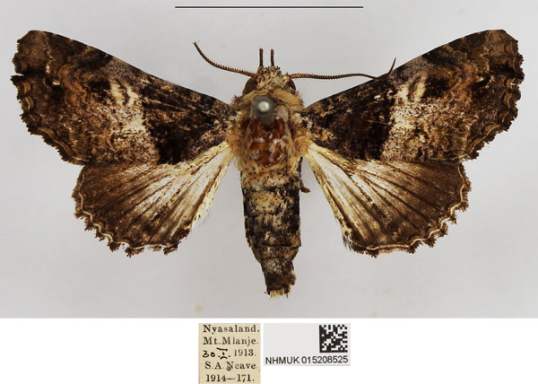/filer/webapps/moths/media/images/V/vulgaris_Eutelia_AM_NHMUK_LwzlCzL.jpg