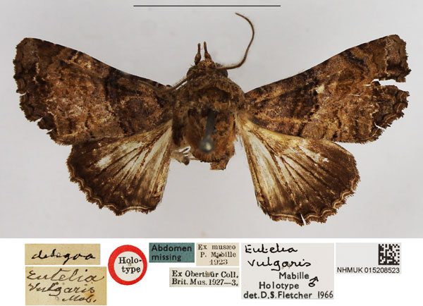 /filer/webapps/moths/media/images/V/vulgaris_Eutelia_HT_NHMUK.jpg