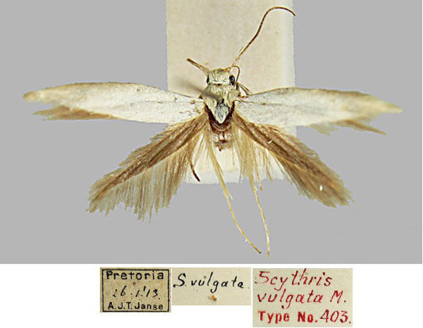 /filer/webapps/moths/media/images/V/vulgata_Scythris_HT_BMNH_vcQb9gs.jpg