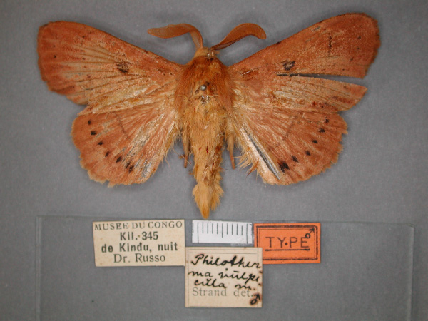 /filer/webapps/moths/media/images/V/vulpecula_Philotherma_HT_RMCA_01.jpg