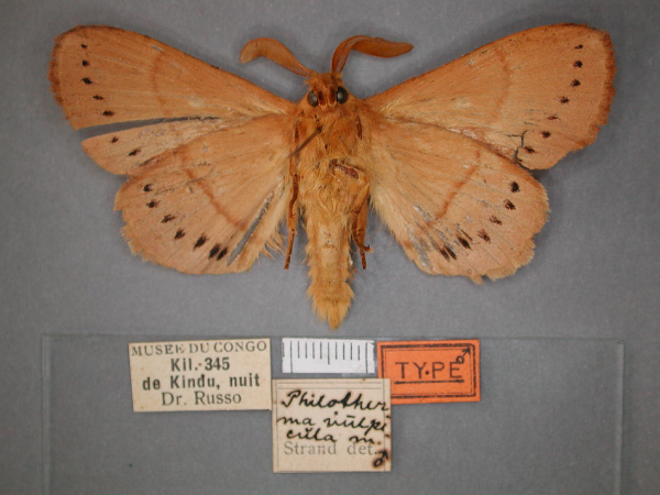 /filer/webapps/moths/media/images/V/vulpecula_Philotherma_HT_RMCA_02.jpg
