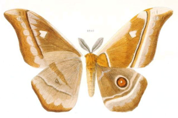 /filer/webapps/moths/media/images/V/vulpes_Bunaea_HT_Oberthur-2840.jpg