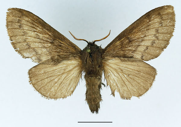 /filer/webapps/moths/media/images/V/vulpicolor_Phoenicladocera_AF_Basquin_01.jpg