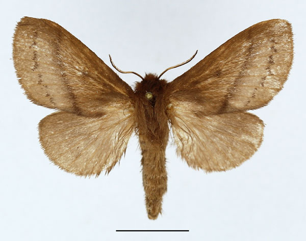 /filer/webapps/moths/media/images/V/vulpicolor_Phoenicladocera_AF_Basquin_02.jpg