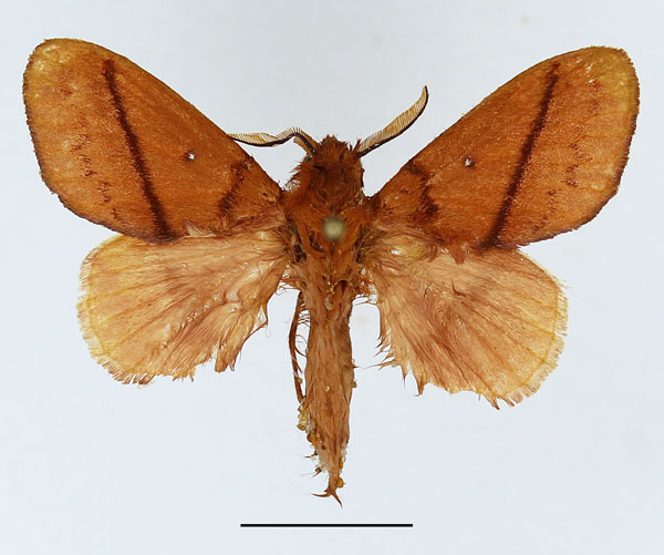 /filer/webapps/moths/media/images/V/vulpicolor_Phoenicladocera_AM_Basquin_01.jpg