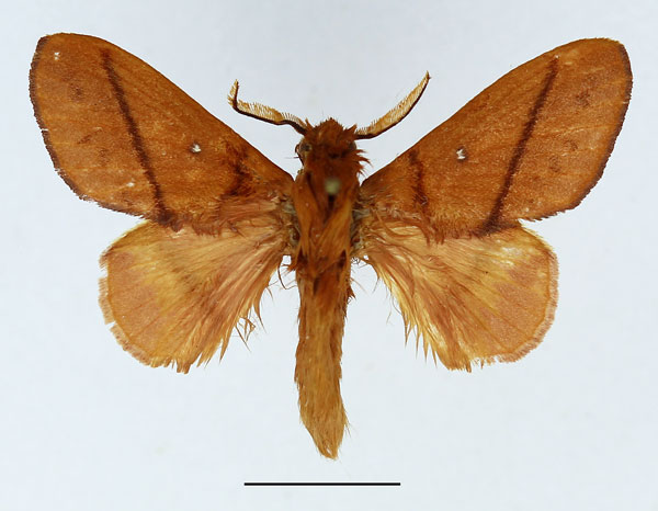/filer/webapps/moths/media/images/V/vulpicolor_Phoenicladocera_AM_Basquin_02.jpg