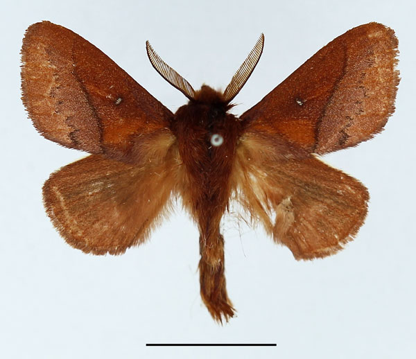 /filer/webapps/moths/media/images/V/vulpicolor_Phoenicladocera_AM_Basquin_03.jpg