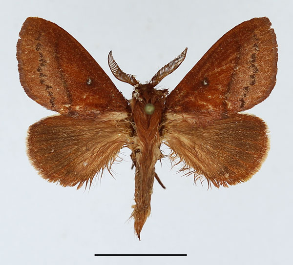 /filer/webapps/moths/media/images/V/vulpicolor_Phoenicladocera_AM_Basquin_04.jpg