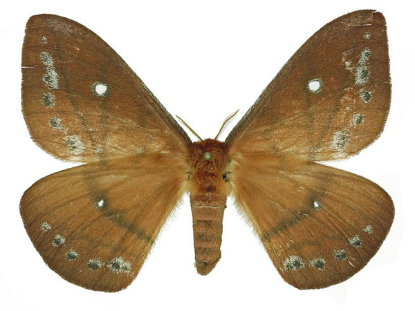 /filer/webapps/moths/media/images/V/vulpina_Maltagorea_AF_Basquin.jpg