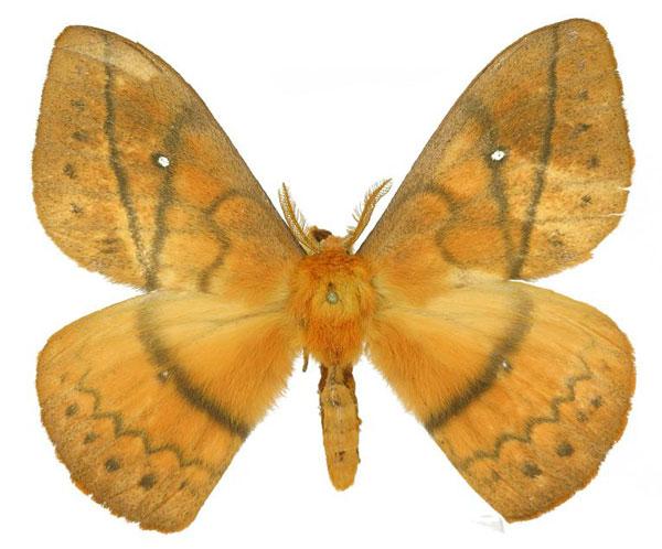 /filer/webapps/moths/media/images/V/vulpina_Maltagorea_AM_Basquin_01.jpg